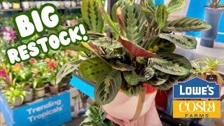 Buckle In Costa Farms is STEPPING UP  Big Box Store Plant Shopping at Lowes 💚 [upl. by Ozan]