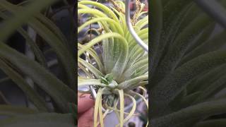 Surprisingly grow pups Tillandsia Ionantha Druid airplants tillandsia [upl. by Kesia]