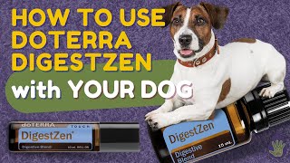 How to Use doTERRA DigestZen with Your Dog [upl. by Byrann]