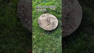 Why You Should Inspect Your Septic Access Covers Regularly [upl. by Ahsenor]