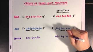 The Causes of Genetic Mutations [upl. by Hildick]