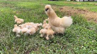 Mama Hen and Baby Chicks  Silkie Hen Teaches her 13 Baby Chicks to Forage at BucABuc Farm [upl. by Bridgette294]