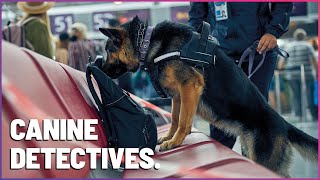 HighStakes Sniffing K9 Mounties Tackle Airplane Drug Search [upl. by Irafat887]