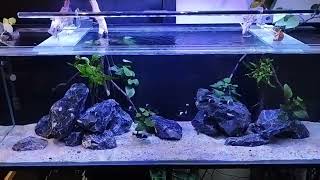 Aquascape Tanganyika de 540 litres Tropheus Duboisi Maswa [upl. by Eniamzaj]