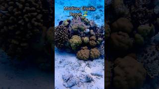 Maldives Eriyadu Resort🏝️  part 2  Snorkeling🤿 shorts malayalam coral reef couplegoals [upl. by Marigold]