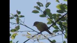 Orangecrowned Warbler songs [upl. by Anesor]