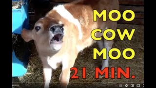 MOO COW MOO  authentic sounds 21 MIN FARM ANIMALS  Babies Toddlers Preschool K3 [upl. by Spillar275]