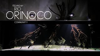 Feeding My Rio Orinoco Community Tank with Hikari Bloodworm [upl. by Attirb]