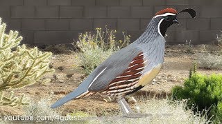 Quail Bird Family Running through the Arizona Desert [upl. by Nylrahc]