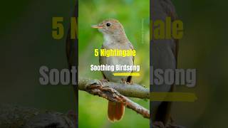 5 Singing Nightingale  YouTube Shorts Video Nightingale shorts [upl. by Eda]