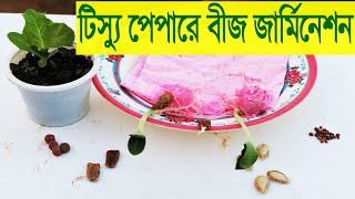 Seed Germination on Tissue paper towel method ।। টিস্যু পেপারে বীজ জার্মিনেশন [upl. by Fuhrman]