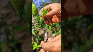 Citrus tree care EP969 graftingfruittrees [upl. by Certie]