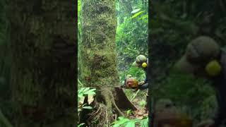 Felling of Wadang Trees with Chainsaw 10 wood [upl. by Agretha781]