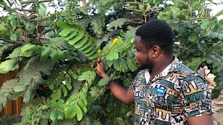 Cassia Alata This plant cures all kinds on skin diseases [upl. by Tedric]