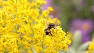 Neonicotinoids The New DDT [upl. by Ramahs358]