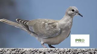 Eurasian Collared Dove Sound Bird Call for Pro Hunters [upl. by Nayd453]