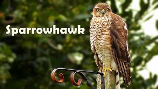 Sparrowhawk  Sparrowhawks Hunting in Cornwall [upl. by Ahsimot]