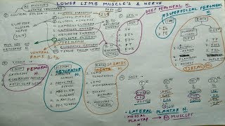 Lower Limb Muscles and these Nerve Supply  2  Obturator Femoral Sciatic Tibial Nerve [upl. by Lonni]