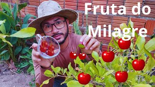 Conheça a fruta do milagre e seus efeitos Sideroxylon dulcificum [upl. by Wilhide399]