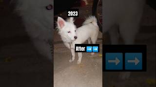 Before after 🥺🥰spitz 678 ❤💞indianpamorianmaxdog298 youtubeshorts feedshorts 🤣🤝chilhood2year [upl. by Reginald332]