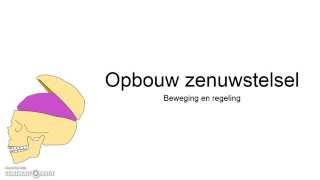 Opbouw zenuwstelsel [upl. by Fagin]