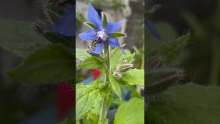 Plant Lessons  18 borage plant enjoynaturetoday enjoynature moodbooster fallgarden wellbeing [upl. by Acquah893]