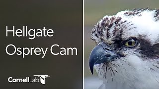 Hellgate Ospreys quotOwl Polequot Perch  Cornell Lab  University of Montana [upl. by Prior494]