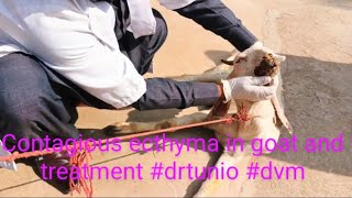 Contagious ecthyma in goat and treatment drtunio dvm [upl. by Kciredorb]