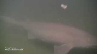 Sixgill Shark In Howe Sound [upl. by Niwre]