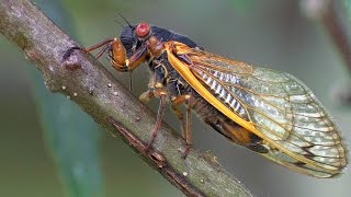 Periodical Cicadas Overrun the Forest  Planet Earth  BBC Earth [upl. by Hewet483]