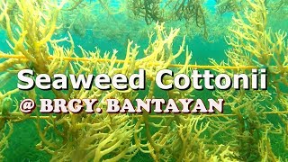 SEAWEEDS BRGY BANTAYAN [upl. by Nageam586]