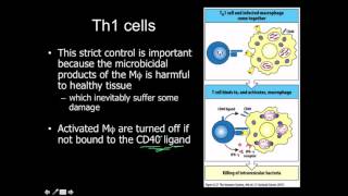 CD4 Classes Th1 Th2 Treg Tfh Th17 [upl. by Ammadis48]