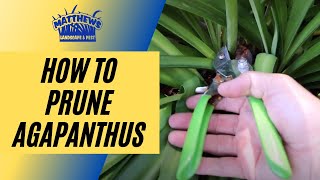 How to Prune Agapanthus [upl. by Adnale]