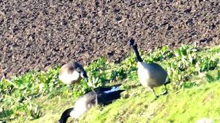 Barnacle Goose In Netherlands Nature [upl. by Gault866]