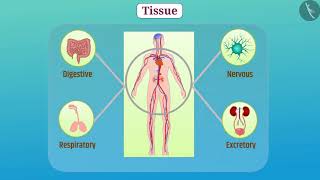 Plant tissues  Meristematic  Part 11  English  Class 9 [upl. by Yenitsed832]