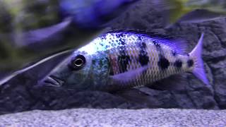 Fossorochromis Rostratus after water change [upl. by Deehan]