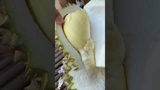 Durianshorts agriculture fruit durian [upl. by Edmea]