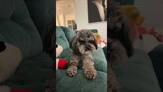 The head tilts😆Go follow MaxisPAWsome dogsound schnoodle funny fypシ゚viral subscribe shorts [upl. by Edlitam]