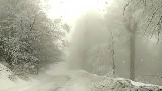 The Ultimate Blizzard in a Forest┇Blowing Snow amp Howling Wind┇Sounds for Sleep Study amp Relaxation [upl. by Dion]