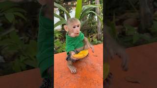 monkey love cute animals shortsvideo yutubeshorts shorts [upl. by Asilana]