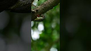 Coppersmith Barbet 2024 viralvideo nature relaxing ytshorts coppersmith birds wildlife [upl. by Eniale539]