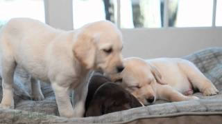 Puppy totally loses it after being allowed to play on the bed [upl. by Narra]