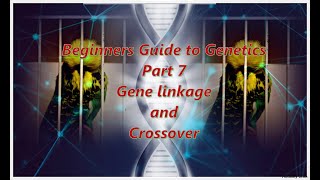 Genetics Part 7  Gene Linkage [upl. by Jenks]