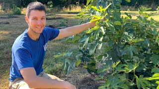 Planting a Fig Orchard in the Pacific Northwest Ep 5  Tip Pruning Figs for Faster Fruit Production [upl. by Arerrac879]