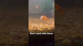 My Oscar took a chunk of a gold fish and the goldfish is still alive and it’s been 2 weeks fish [upl. by Umberto]