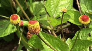 Spilanthes  Acmella oleracea  LymeCompassnet Blog 38 [upl. by Secor271]