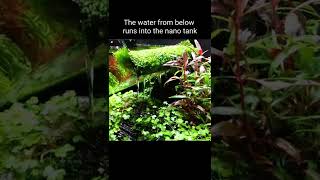 Planted Nano tank quotSpecial Editionquot aquariums aquascaping plantedtank nanotank plants shorts [upl. by Fleck]