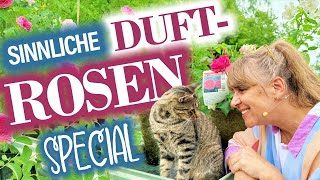 Duftende ROSEN die BESTEN und Farben  gegen trübe Sommertage [upl. by Adel655]