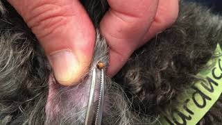 How to Remove a Tick from Your Pet  MedVet [upl. by Enilreug]