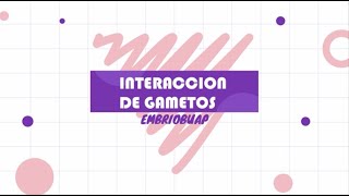 Interacción de gametos [upl. by Ladin]